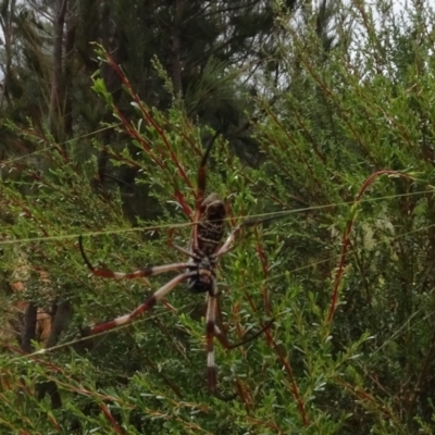 Trichonephila edulis (Golden orb weaver) at Molonglo Valley, ACT - 28 Feb 2022 by AndyRussell