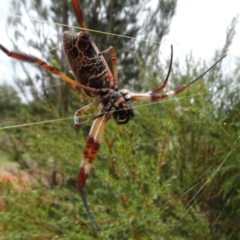 Trichonephila edulis at Molonglo Valley, ACT - 28 Feb 2022