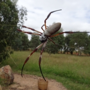 Trichonephila edulis at Molonglo Valley, ACT - 28 Feb 2022