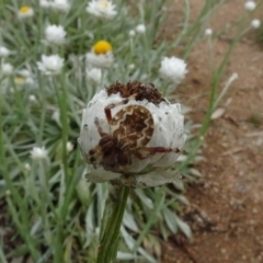 Araneus hamiltoni (Hamilton's Orb Weaver) at Sth Tablelands Ecosystem Park - 28 Feb 2022 by AndyRussell