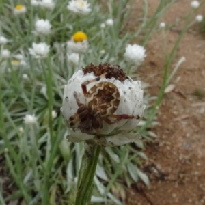 Araneus hamiltoni at Molonglo Valley, ACT - 28 Feb 2022 11:46 AM