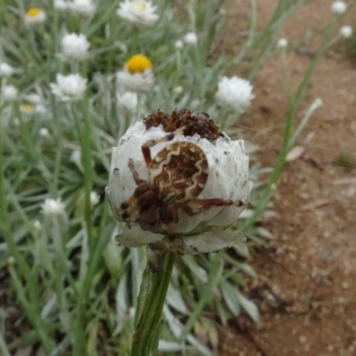 Araneus hamiltoni (Hamilton's Orb Weaver) at Molonglo Valley, ACT - 28 Feb 2022 by AndyRussell