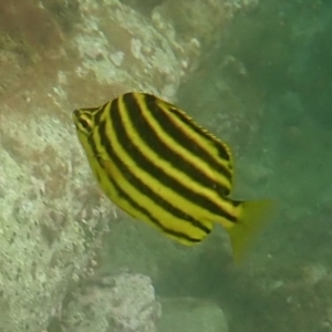 Microcanthus strigatus at Hyams Beach, NSW - 28 Feb 2022