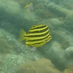 Microcanthus strigatus at Hyams Beach, NSW - 28 Feb 2022