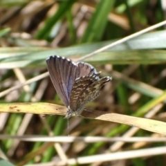 Theclinesthes serpentata (Saltbush Blue) at Murrumbateman, NSW - 27 Feb 2022 by SimoneC