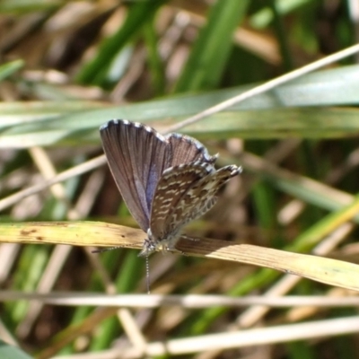 Theclinesthes serpentata (Saltbush Blue) at Murrumbateman, NSW - 27 Feb 2022 by SimoneC