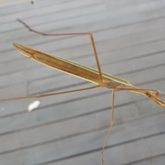 Pseudomantis albofimbriata at Gundaroo, NSW - 28 Feb 2022 06:20 PM