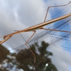 Pseudomantis albofimbriata at Gundaroo, NSW - 28 Feb 2022 06:20 PM