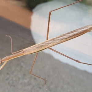 Pseudomantis albofimbriata at Gundaroo, NSW - 28 Feb 2022 06:20 PM