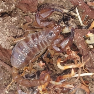 Urodacus manicatus at Gundaroo, NSW - 28 Feb 2022 03:22 PM