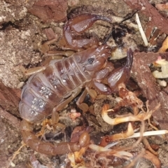 Urodacus manicatus (Black Rock Scorpion) at Gundaroo, NSW - 28 Feb 2022 by Gunyijan