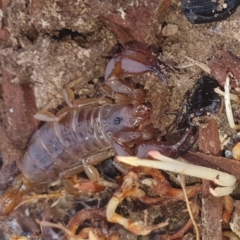 Urodacus manicatus at Gundaroo, NSW - 28 Feb 2022 03:22 PM