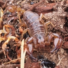 Urodacus manicatus at Gundaroo, NSW - 28 Feb 2022