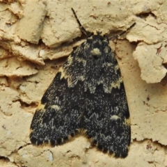 Halone coryphoea (Eastern Halone moth) at Wanniassa, ACT - 27 Feb 2022 by JohnBundock