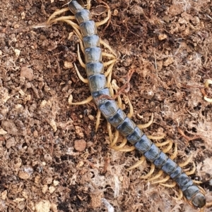 Cormocephalus aurantiipes at Gundaroo, NSW - 28 Feb 2022 03:50 PM