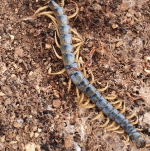 Cormocephalus aurantiipes at Gundaroo, NSW - 28 Feb 2022