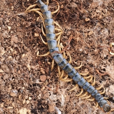 Cormocephalus aurantiipes (Orange-legged Centipede) at Gundaroo, NSW - 28 Feb 2022 by Gunyijan