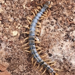 Cormocephalus aurantiipes at Gundaroo, NSW - 28 Feb 2022 03:50 PM