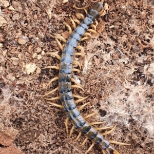Cormocephalus aurantiipes at Gundaroo, NSW - 28 Feb 2022