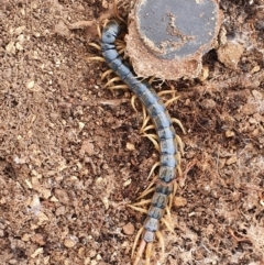 Cormocephalus aurantiipes at Gundaroo, NSW - 28 Feb 2022 03:50 PM