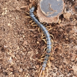 Cormocephalus aurantiipes at Gundaroo, NSW - 28 Feb 2022