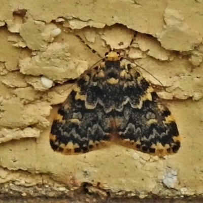 Halone coryphoea (Eastern Halone moth) at Wanniassa, ACT - 28 Feb 2022 by JohnBundock