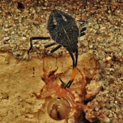 Theseus modestus (Gum tree shield bug) at Wanniassa, ACT - 28 Feb 2022 by JohnBundock