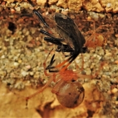 Theridiidae (family) (Comb-footed spider) at Wanniassa, ACT - 28 Feb 2022 by JohnBundock