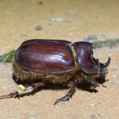 Dasygnathus trituberculatus (Rhinoceros beetle) at Jerrabomberra, NSW - 28 Feb 2022 by Steve_Bok