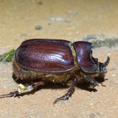 Dasygnathus sp. (Rhinoceros beetle) at Jerrabomberra, NSW - 28 Feb 2022 by Steve_Bok