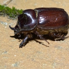 Dasygnathus sp. (genus) at Jerrabomberra, NSW - 28 Feb 2022