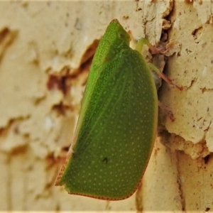 Siphanta acuta at Wanniassa, ACT - 27 Feb 2022 04:25 PM