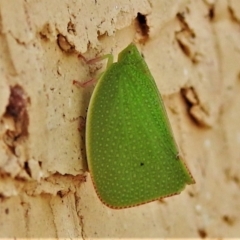 Siphanta acuta at Wanniassa, ACT - 27 Feb 2022 04:25 PM