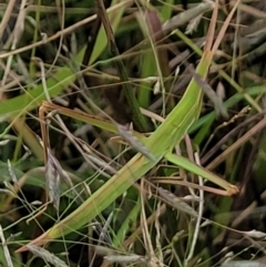 Acrida conica (Giant green slantface) at Jerrabomberra, NSW - 28 Feb 2022 by forest17178