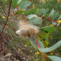 Orgyia anartoides (Painted Apple Moth) at Molonglo Valley, ACT - 28 Feb 2022 by AndyRussell