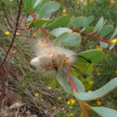 Orgyia anartoides (Painted Apple Moth) at Molonglo Valley, ACT - 28 Feb 2022 by AndyRussell
