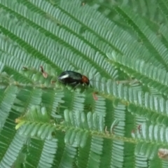 Adoxia benallae (Leaf beetle) at Molonglo Valley, ACT - 28 Feb 2022 by AndyRussell