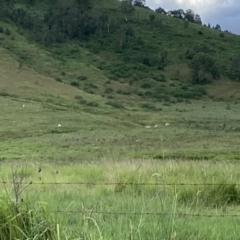 Canis lupus at Conondale, QLD - 28 Feb 2022 by JarrahWarner