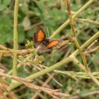 Lucia limbaria (Chequered Copper) at Cook, ACT - 28 Feb 2022 by Cmperman