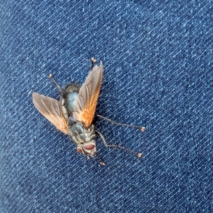 Chetogaster violacea/viridis (complex) at Cook, ACT - 28 Feb 2022