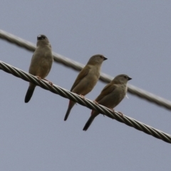 Neochmia temporalis (Red-browed Finch) at Point Hut to Tharwa - 28 Feb 2022 by RodDeb