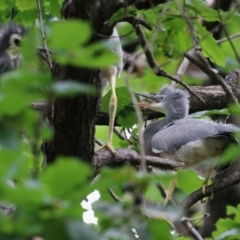 Egretta novaehollandiae at Gordon, ACT - 28 Feb 2022