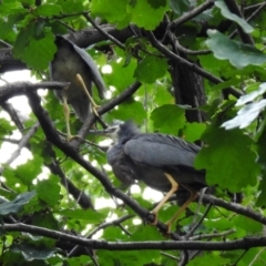 Egretta novaehollandiae at Gordon, ACT - 28 Feb 2022