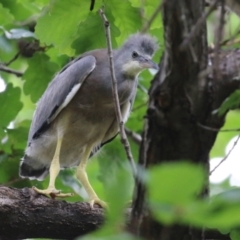 Egretta novaehollandiae at Gordon, ACT - 28 Feb 2022