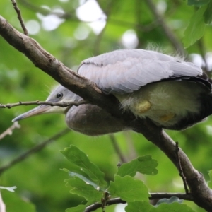 Egretta novaehollandiae at Gordon, ACT - 28 Feb 2022