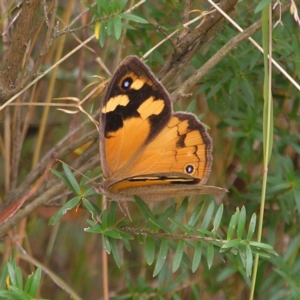 Heteronympha merope at Molonglo Valley, ACT - 27 Feb 2022 12:38 PM