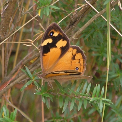 Heteronympha merope (Common Brown Butterfly) at Molonglo Valley, ACT - 27 Feb 2022 by MatthewFrawley