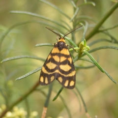 Asura lydia (Lydia Lichen Moth) at Black Mountain - 27 Feb 2022 by MatthewFrawley