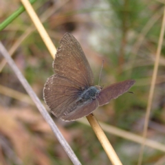 Erina hyacinthina (Varied Dusky-blue) at Black Mountain - 27 Feb 2022 by MatthewFrawley