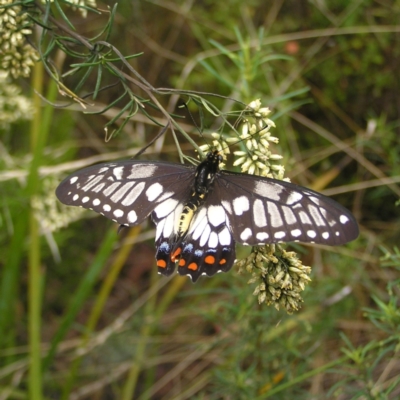 Papilio anactus (Dainty Swallowtail) at Black Mountain - 27 Feb 2022 by MatthewFrawley